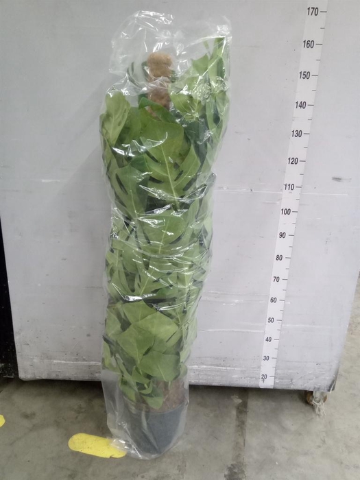 <h4>Monstera pertusum</h4>