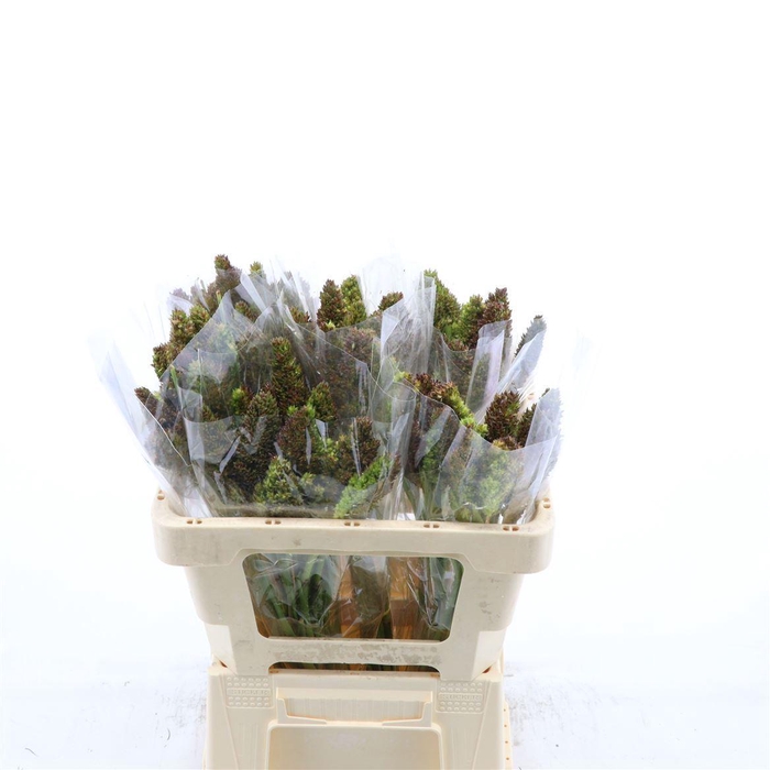 <h4>Sorghum Zebra Compact</h4>