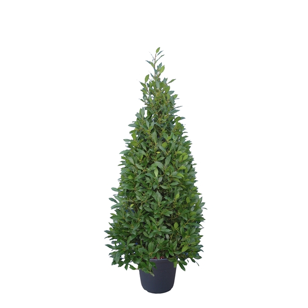 <h4>Laurus nobilis Piramide</h4>