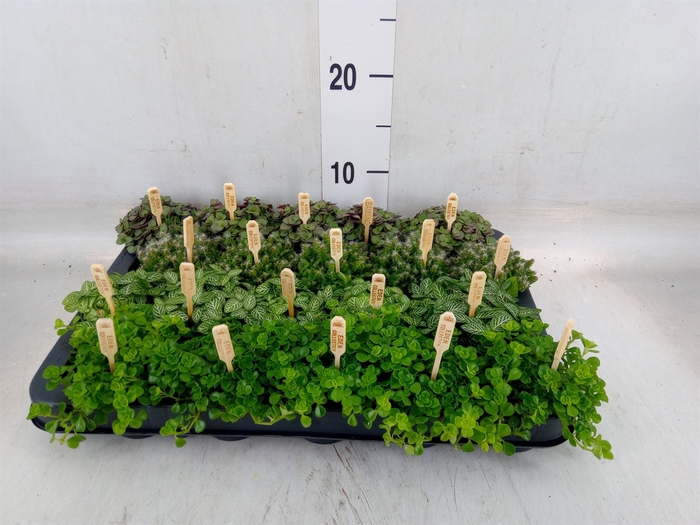 <h4>Planten  ..mix</h4>