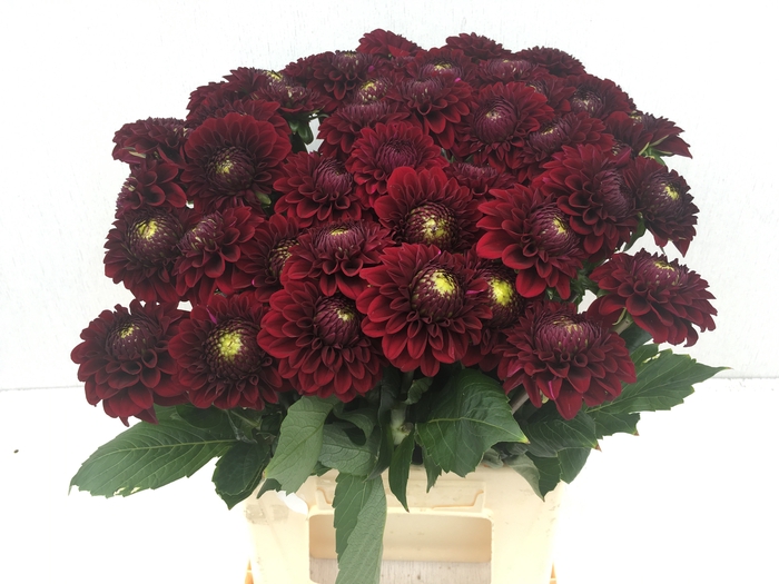 <h4>DAHL BLACK FOX</h4>