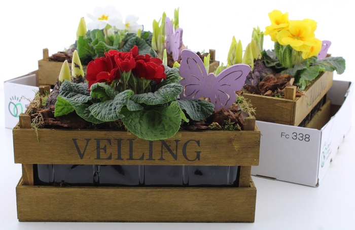 <h4>ARR PL IN SCHAAL</h4>