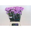 Dianthus St Florigene Moonaqua