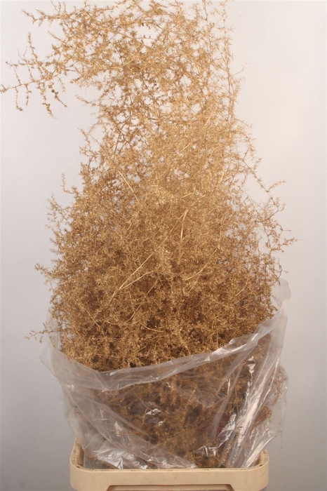 <h4>Asparagus Salv. Ant Gold</h4>