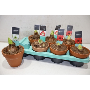 Hippeas 2 Steel Mix Toon Pot