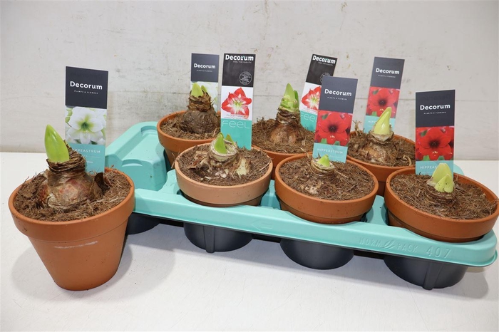 <h4>arr8 Hippeas 2 Steel Mix Toon Pot</h4>