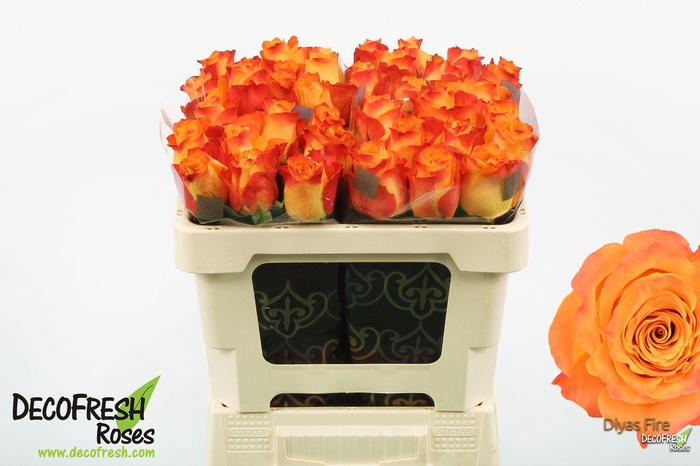 <h4>R Gr Diya's Fire</h4>