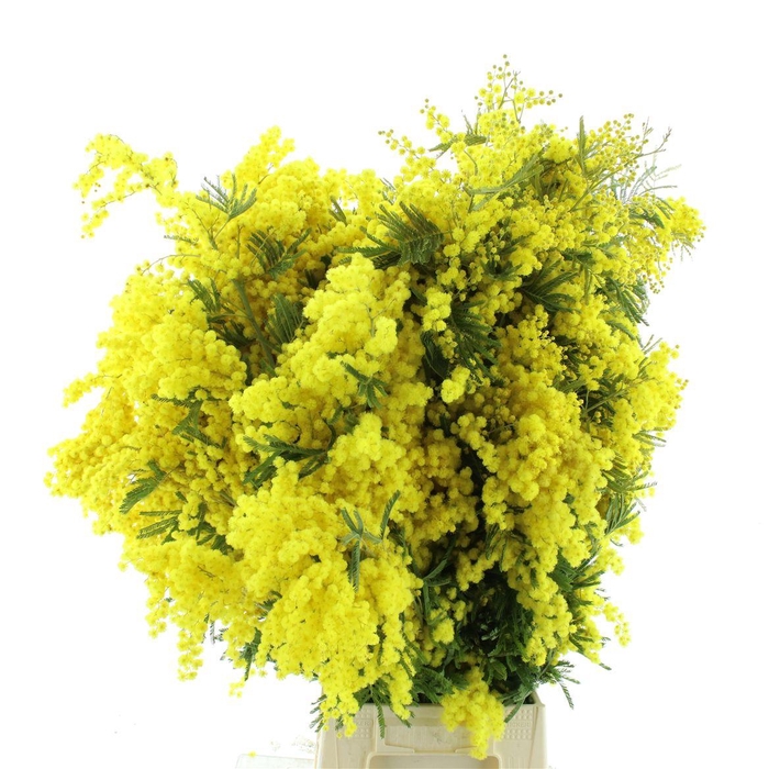 <h4>Mimosa Mirandol Pointe Xl P St</h4>