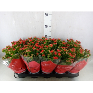 Kalanchoe blos. 'Perfecta Red'