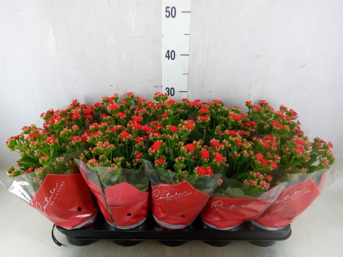 <h4>Kalanchoe blos. 'Perfecta Red'</h4>