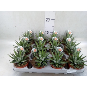 Haworthia fasciata 'Big Band'
