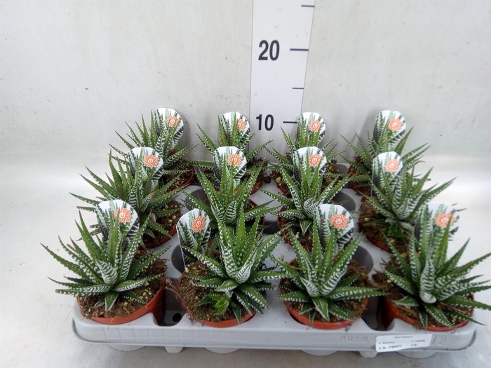 <h4>Haworthia fasciata 'Big Band'</h4>
