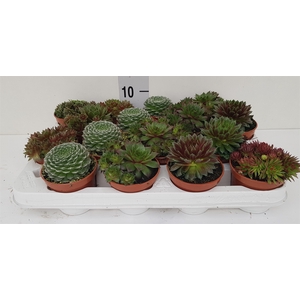 Sempervivum   ...