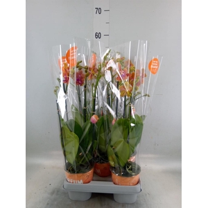 Phalaenopsis multi. 'Ant Bolgheri'