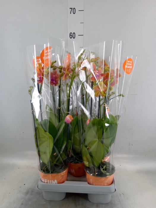 <h4>Phalaenopsis multi. 'Ant Bolgheri'</h4>