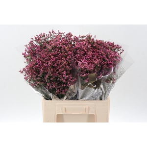 Lim Sin Tiffany Diam