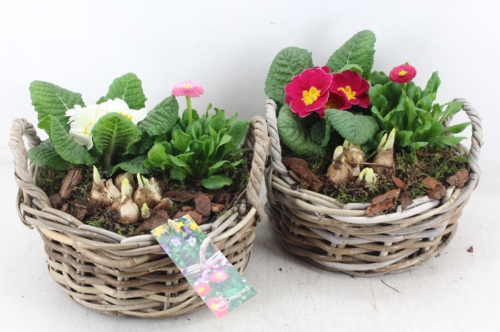 <h4>arr4 Outdoor MB - Kubu rond laag x2</h4>