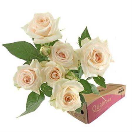 <h4>R Tr Super Bubbles -in box</h4>