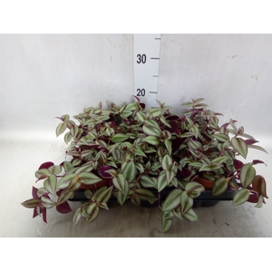 Tradescantia zebr. 'Violet Hill'