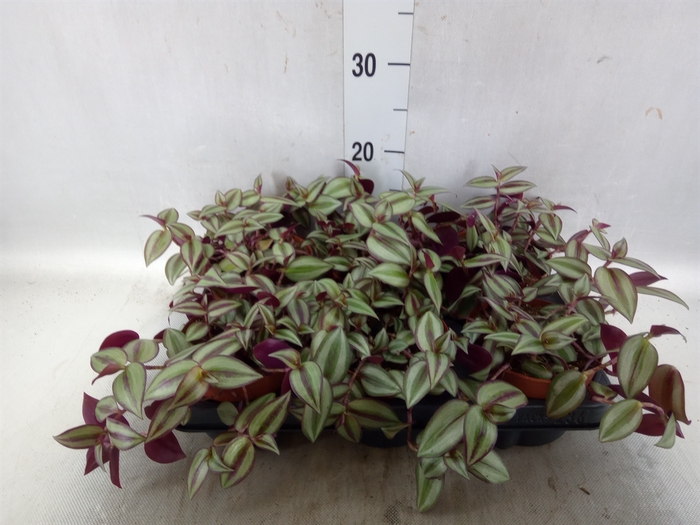 <h4>Tradescantia zebr. 'Violet Hill'</h4>