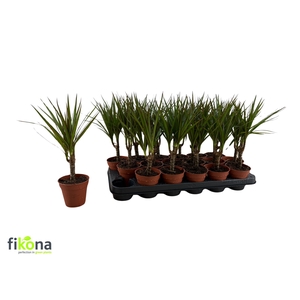 DRA MARGINATA
