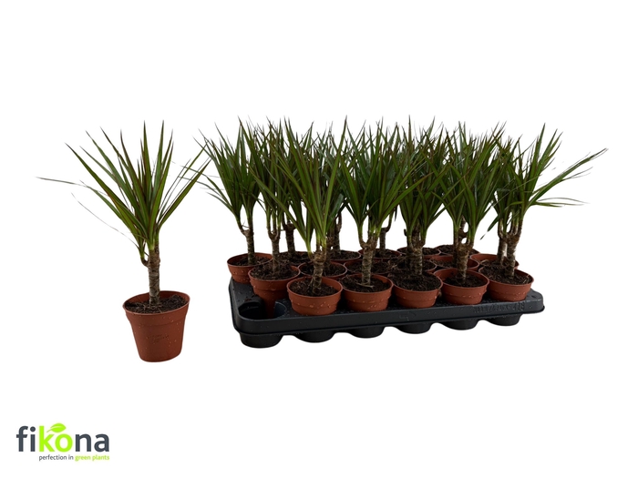 <h4>DRA MARGINATA</h4>