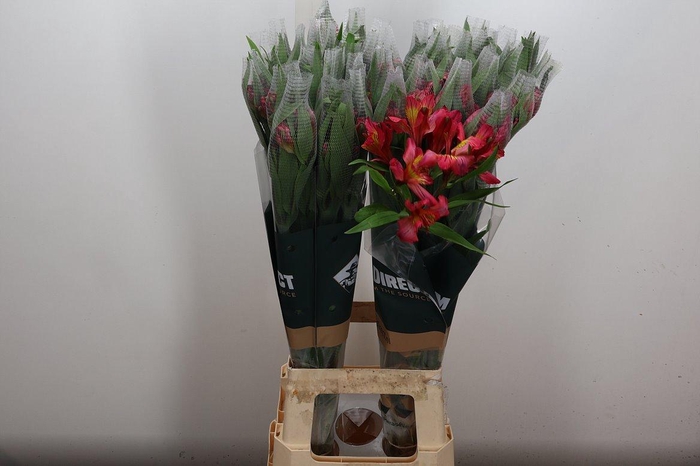 <h4>Alstr Amposta</h4>