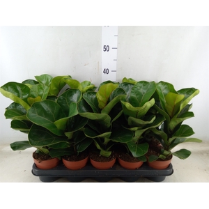 Ficus lyrata 'Bambino'