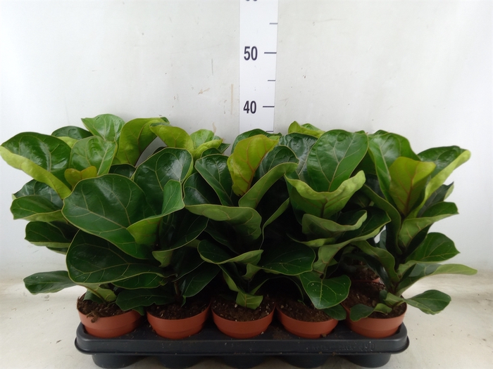 <h4>Ficus lyrata 'Bambino'</h4>