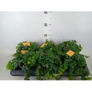 Parthenocissus inserta