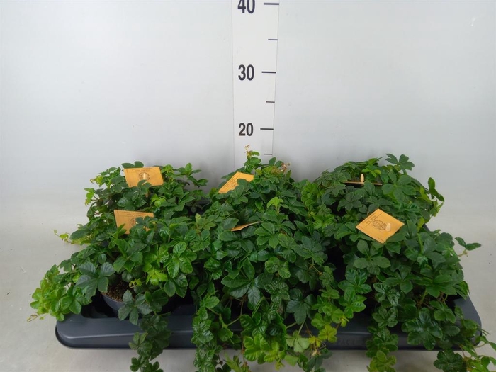 <h4>Parthenocissus inserta</h4>