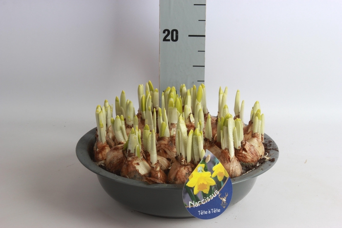 <h4>ARR N TETE A TETE</h4>