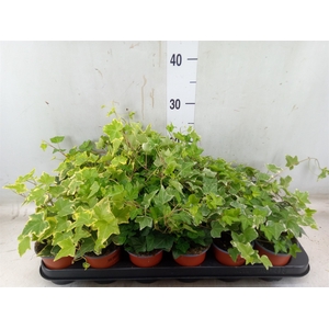 Hedera helix   ...mix 3