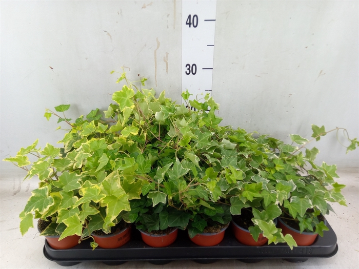 <h4>Hedera helix   ...mix 3</h4>