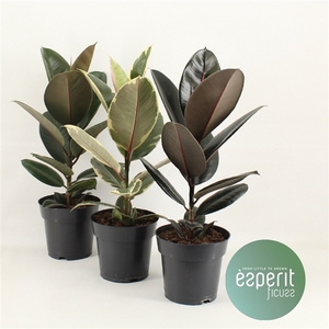 Ficus elastica Mix 2-3 srt.