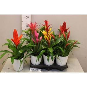 ARR BROMELIA
