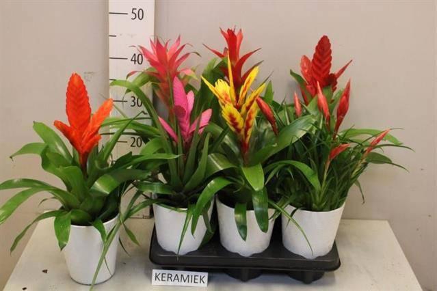 <h4>ARR BROMELIA</h4>