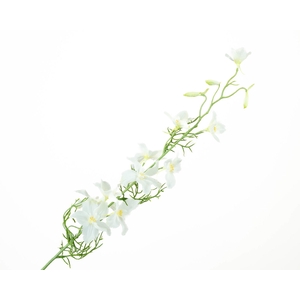 Delphinium White Extra