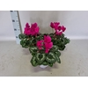 Cyclamen Super Serie XL Dark Violet