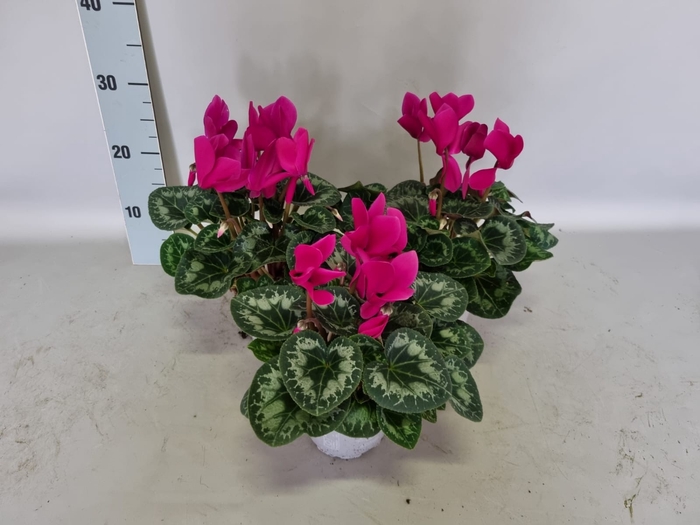 Cyclamen Super Serie XL Dark Violet