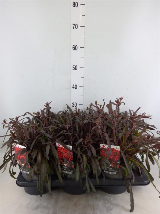 <h4>Silene   ...</h4>