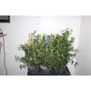Cean Th Repens