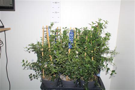 Cean Th Repens
