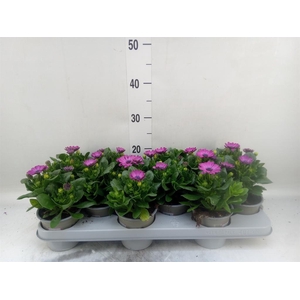 Osteospermum  'Margarita Lilac'