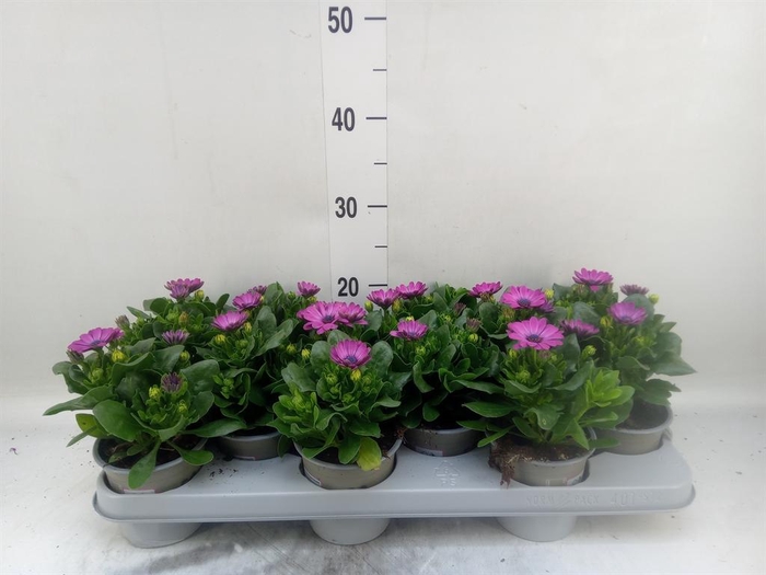 <h4>Osteospermum  'Margarita Lilac'</h4>