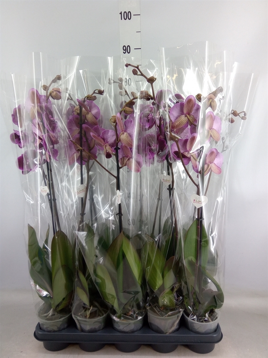 <h4>Phalaenopsis   ...lilac</h4>