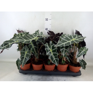 Alocasia amazonica 'Polly'