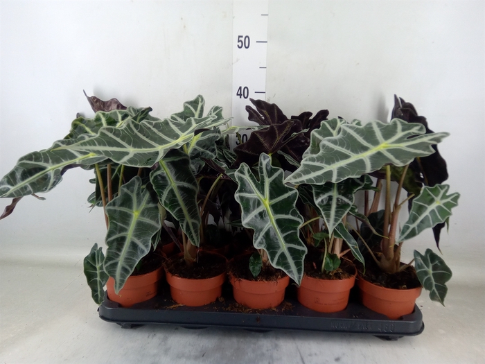 <h4>Alocasia amazonica 'Polly'</h4>