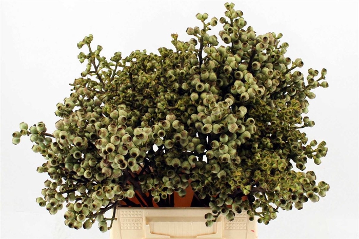 <h4>Euca Torriliana 40 Cm P Bunch</h4>