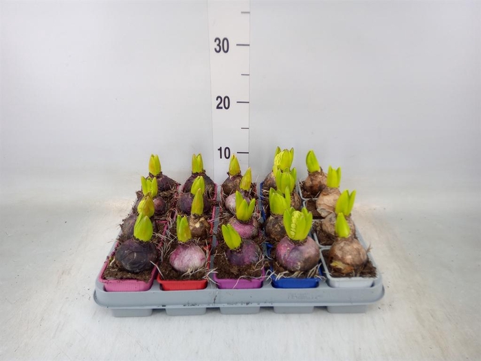 <h4>Hyacinthus orie. ...mix 5</h4>